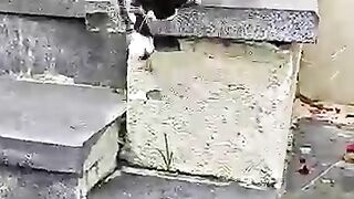 We Found a Starving Tuxedo Kitten on the Way to the ...