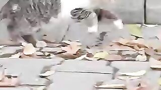 Injured Kitten Ran Away Before We Could Save It