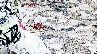 The Saddest Street Cats Moment