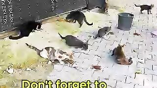 The Cats Recognized Us Again!