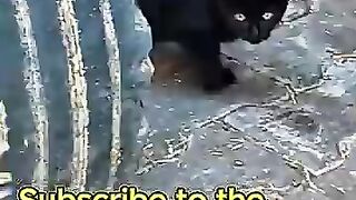 This Lucky Kitten Has Both Mom and Dad