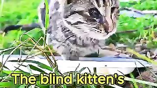 Blind Kitten Ate Like Never Before. She Was Starving for