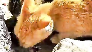 Feeding a Whole Cat Family
