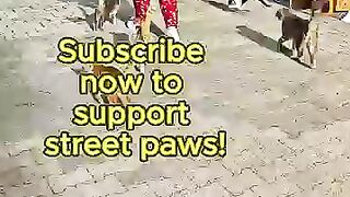 They Surrounded Us for Food