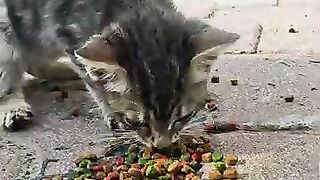 Found a Frozen, Abandoned Kitten on the Beach. We Saved Her Just in Time
