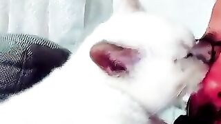 My Kitten Cat Gives Me a Kiss Before Bed