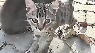 After a good meal, a kitten always drinks water