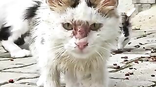 Starving Kittens on the Street… Then the Adult Cats Surprised Me