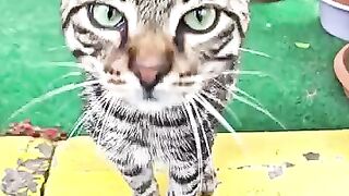 This Cat Was Definitely a Superstar in His Past Life!