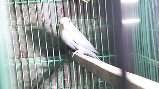 Parrot is not green