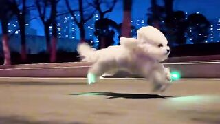 The Fast and the Furriest: Cyber-Pup Edition ????⚡