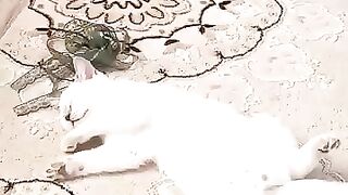 When your cat snores AND farts in his sleep