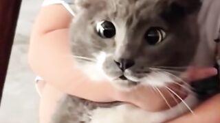 Unconditional Love: The Bond Between Babies and Their Cats ????????❤️