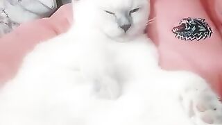 When Your 3 Month Old Cat Thinks He’s a Baby