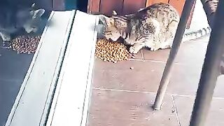 A hungry street cat joins us at the café