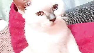 He Kissed Me to Wake Me Up