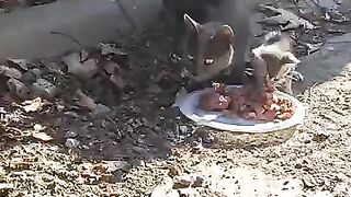 Feeding a Mother Cat and Her 6 Kittens