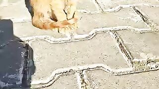 We Found an Abandoned Kitten Alone on the Street