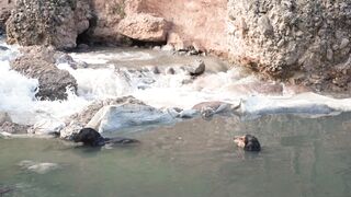 Funnyfuzzy - two dogs swimming in a river near rocks | Trending HD Video