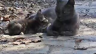 A kitten drinking milk from mom