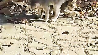 Two Kittens, One Funny Moment!