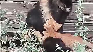 Feeding Street Cats & Kittens on Sunday Walk