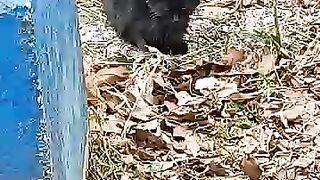 Found a Hungry Abandoned Kitten and Fed It
