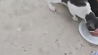 Feeding Every Street Cat We Meet With Wet Food