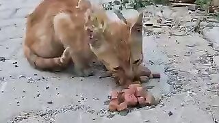 Heartbreaking Scene- Abandoned Kitten Eats with Hunger