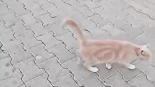 Rescuing Orphaned Kittens – Street Feeding With Wet Food