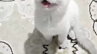 Funny White Kitten ARLO Follows Toy Left and Right