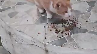 Street Cats Enjoy Their First Evening Meal!