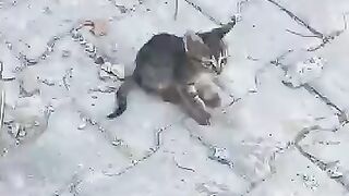 Adorable Mother Cat & 6 Kittens Found on the Way to School