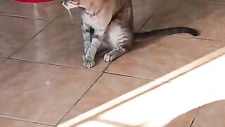 Adorable Street Kitten Playing with Mom Cat