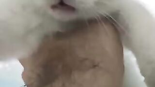 Funny Moments with Our Kitten Arlo - Cute Cat Shorts