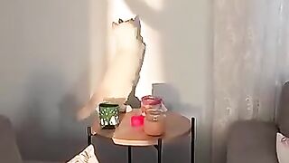 Tiny Kitten Battles Shadow Like a Brave Warrior