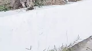Stray Cats So Hungry Feeding Cats Adorable