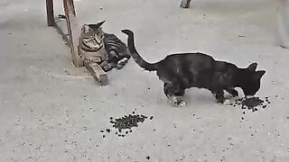 Feeding Hungry Street Cats at the Harbor