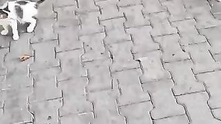 The Cutest Street Kittens Ever!