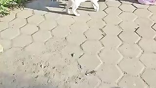 Feeding Hungry Cats at the Harbor