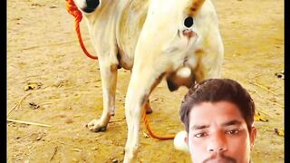 কুকুরের ডিম পাড়ছে হাহাহা