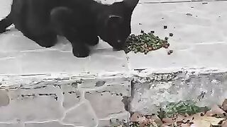 Adorable Street Cats Enjoy Their Meal