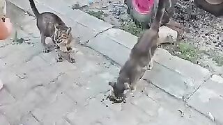 Feeding 4 Street Cats with Love