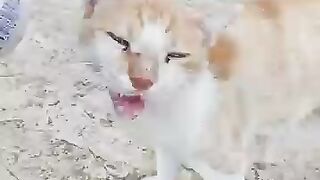 A Big Cat Full of Love