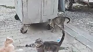 This Angry Cat Surprised Everyone!