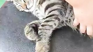 Baby Kitten Trump Sleeping So Deep