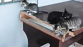 The Mom Cat Watches Us Play With Her Kittens