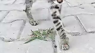 The Kitten We Treated Is Back Playing with My Daughter!
