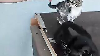 Playtime with Mama Cat and Her Cute Kittens!