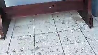 Two Playful Kittens and Their Resting Mom